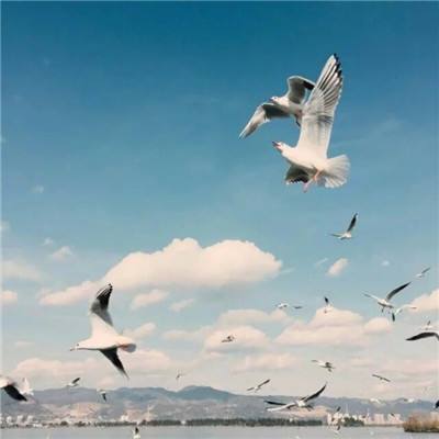 开云体云app下载手机版